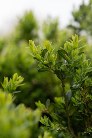 Close up of green leaves and branches of a bush in the gardenの写真素材