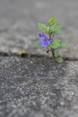 Purple flower on the cement floor in the garden, stock photoの写真素材