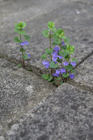 Purple flowers growing on the concrete floor. Selective focus.の写真素材
