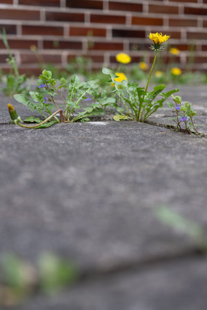 Dandelion flower growing on the pavement with brick wall background.の写真素材