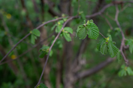 Green leaves of a hazelnut tree in the spring in the forestの写真素材