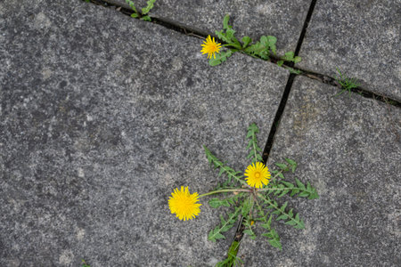 Dandelion flower on the cement floor with copy space for text