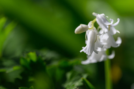 White flower of Hyacinthoides non-scripta in springの写真素材