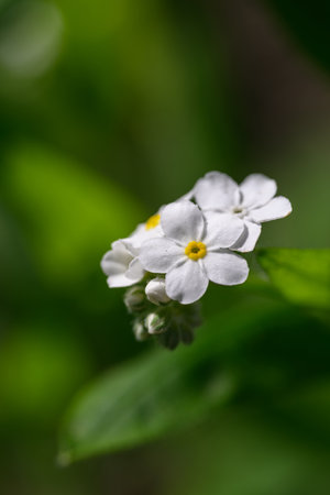 Forget-me-not, forget-me-not, forget-me-notの写真素材