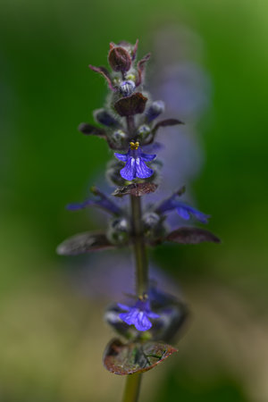 Blue bugleweed (Ajuga reptans) close upの写真素材