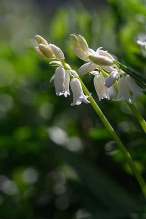 Whitebells blooming in the forest, close-up.の写真素材