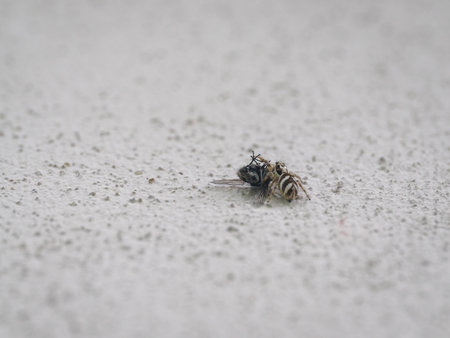 A jumping spider holding a black fly.の写真素材