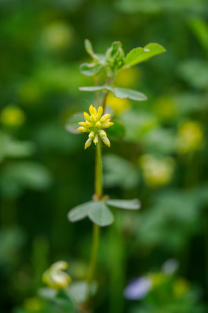 Plant with yellow flower on the plant.の写真素材