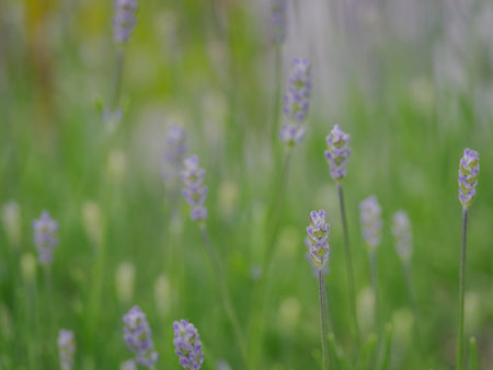 Purple lavender flowers outdoors on a plant.の写真素材