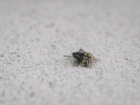 A jumping spider holding a black fly.の写真素材