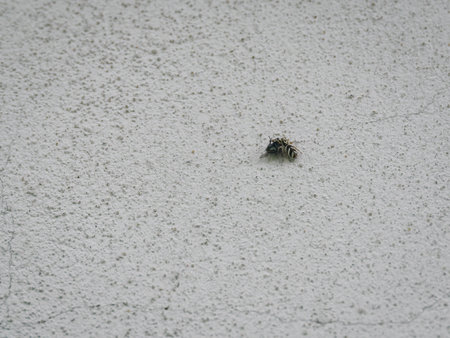 A jumping spider holding a black fly.の写真素材