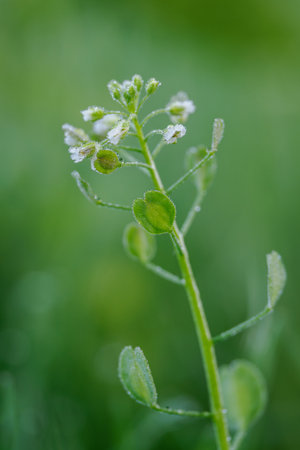 White flowers of the shepherd's purse and drops of morning dew.の写真素材
