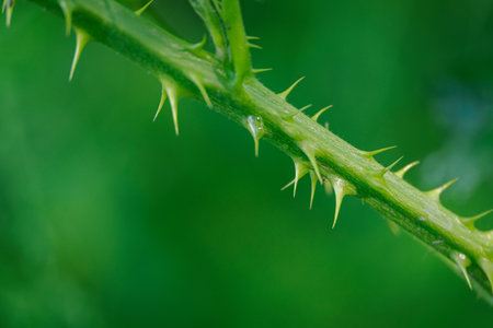 Fresh thorns on a blackberry stem in close-up.の写真素材