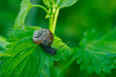 A snail with a brown shell crawling on a nettle leaf.の写真素材