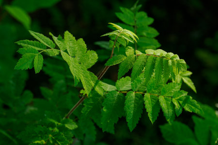 green leaves of a mountain ash close-up on a dark backgroundの写真素材
