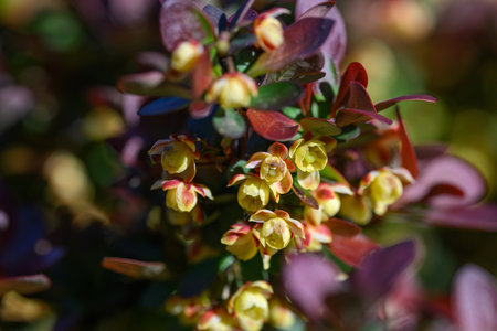 A close-up of yellow flowers of box-leaved barberry on a twig with purple leaves.の写真素材
