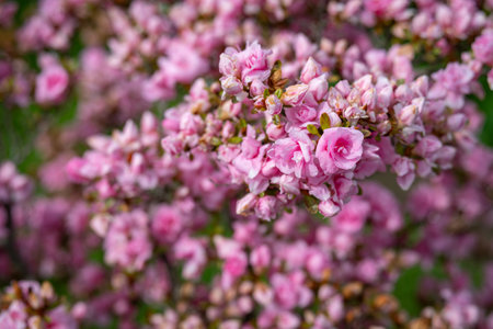 Beautiful pink azalea flowers on a twig in close-up on the bush.の写真素材