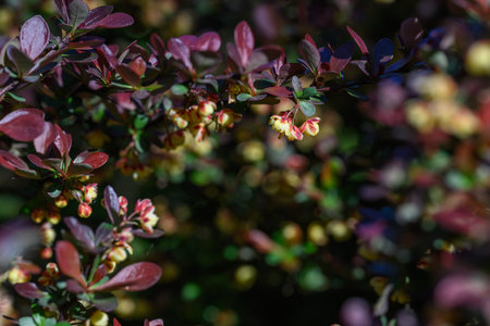 BA close-up of yellow flowers of box-leaved barberry on a twig with purple leaves.の写真素材