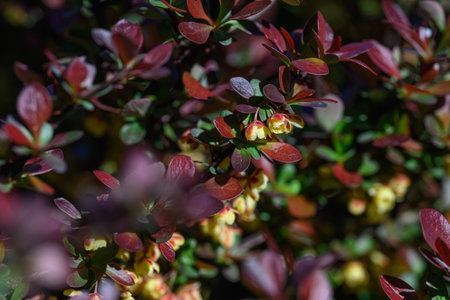 A close-up of yellow flowers of box-leaved barberry on a twig with purple leaves.の写真素材