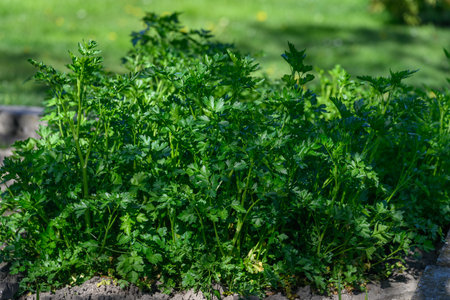 Fresh green parsley leaves in the garden.の写真素材
