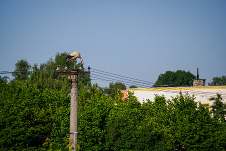 White stork standing on a concrete utility field with houses in the background.の写真素材