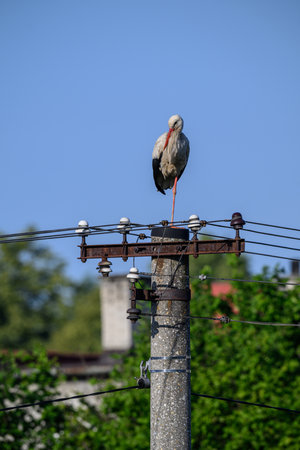 White stork standing on a concrete utility field with houses in the background.の写真素材