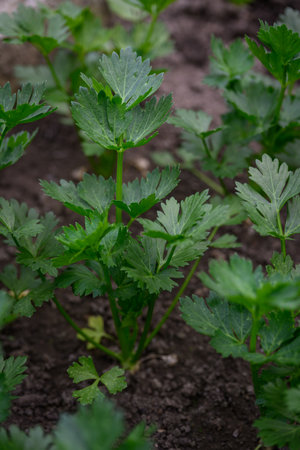Fresh green celery leaves growing in soil in a garden.の写真素材