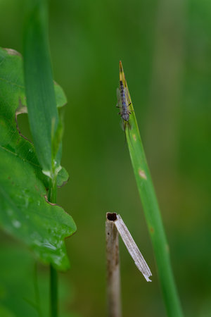 Mosquito resting on a green leaf outdoors in nature with a green background.の写真素材