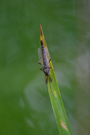 Mosquito resting on a green leaf outdoors in nature with a green background.の写真素材