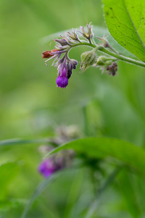 Purple comfrey flower on a stem with a green background.の写真素材