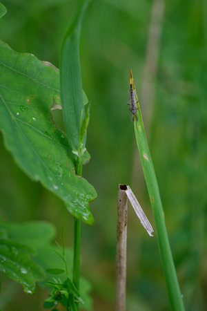 Mosquito resting on a green leaf outdoors in nature with a green background.の写真素材