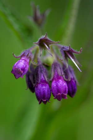 Macro photo of a comfrey (Symphytum officinale)の写真素材