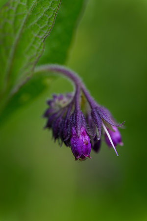 Purple comfrey flower in close-up with faded parts.の写真素材
