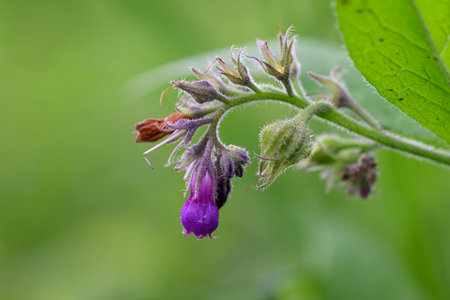 Purple comfrey flower on a stem with a green background.の写真素材