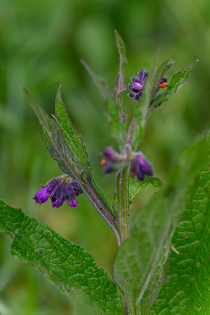 Purple comfrey flower on a stem with a green background.の写真素材