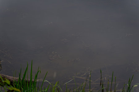 Dark brown leaves of an aquatic plant in a pond.の写真素材