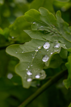 Fresh green leaf with raindrops after rain.の写真素材