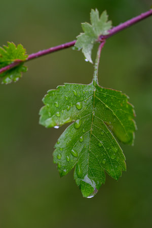 Water drops on the green leaves of a plant. Shallow depth of fieldの写真素材