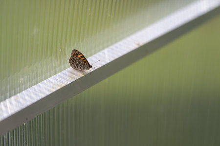 Wall brown butterfly (Lasiommata megera) resting inside a plastic greenhouse.