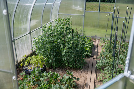 Organic tomato plants growing in a greenhouse. Greenhouse concept.の写真素材