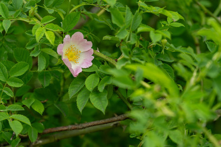 Pink flower of wild rose and green leaves outdoors in nature.の写真素材