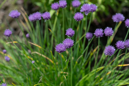 Light purple chive flowers outdoors in close-up.の写真素材