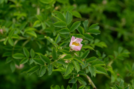 Pink flower of wild rose and green leaves outdoors in nature.の写真素材