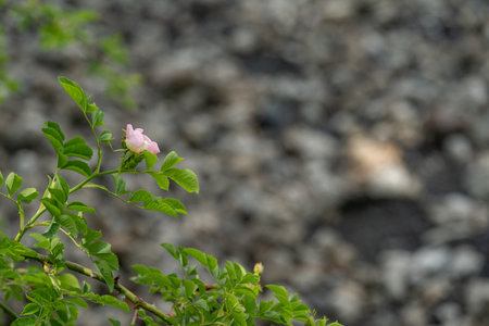 Pink flower of wild rose and green leaves outdoors in nature.の写真素材