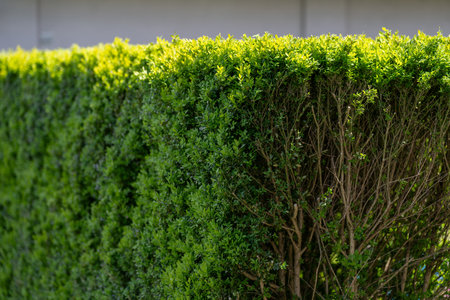 Boxwood (Buxus) with fresh new leaves on a neatly trimmed hedge, captured in natural outdoorsの写真素材