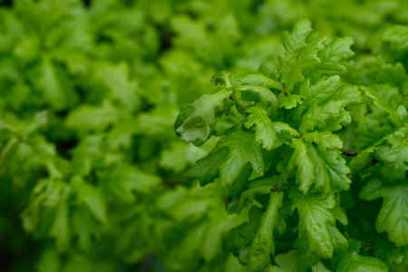Fresh young green oak leaves with water droplets after rain, captured in natural outdoor light,の写真素材