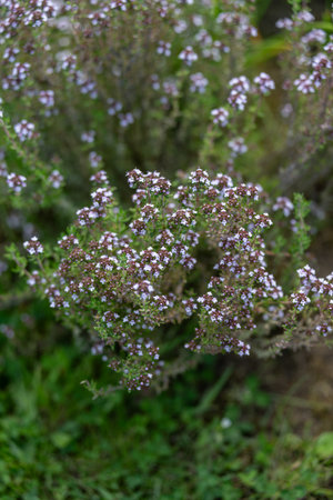 Tiny pale purple flowers on a thyme plant (Thymus vulgaris), nestled among aromatic green leaves and captured in natural outdoor light, highlighting their delicate structure and heの写真素材
