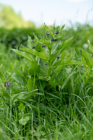 Purple flowers of comfrey (Symphytum officinale) among grass, captured in natural outdoor light, highlighting the bell-shaped blossoms and lush green foliage.の写真素材