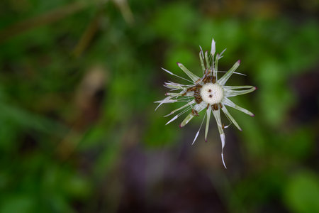 Spent dandelion head with remaining seeds after rain, captured in natural outdoor light, highlighting the delicate seed structures and moisture on the fine filaments.の写真素材