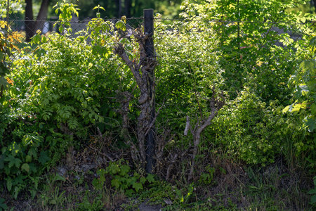 Interwoven branches in a fence near a post, captured in natural outdoor light, highlighting the organic structure and rustic character of the natural barrier.の写真素材